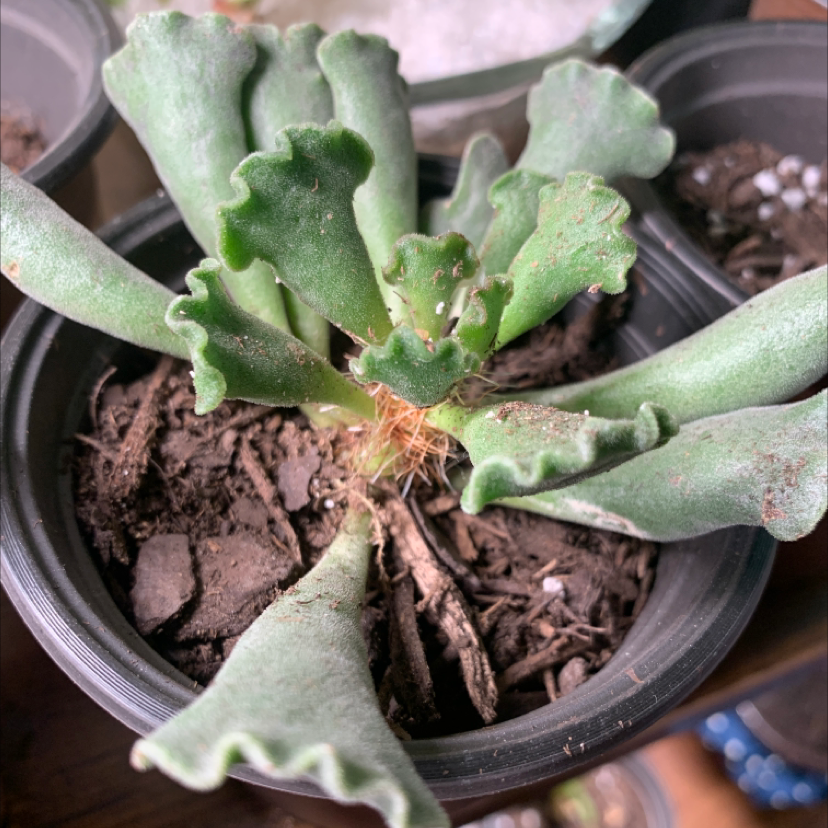 Pillow Feet Crinkle Leaf Plant in a small pot with visible soil and healthy green leaves.