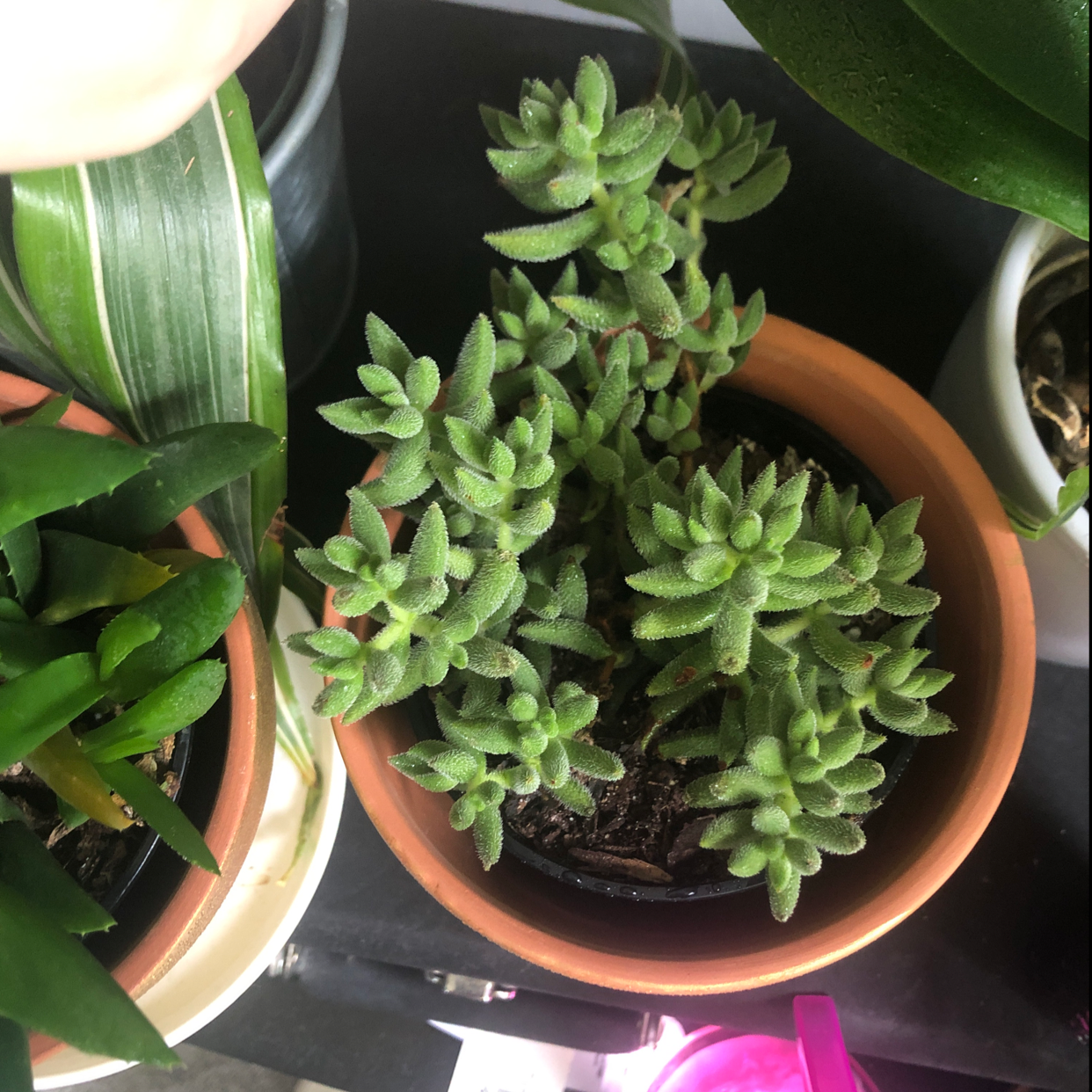 Crassula mesembryanthemoides plant in a terracotta pot, healthy green leaves, visible soil.