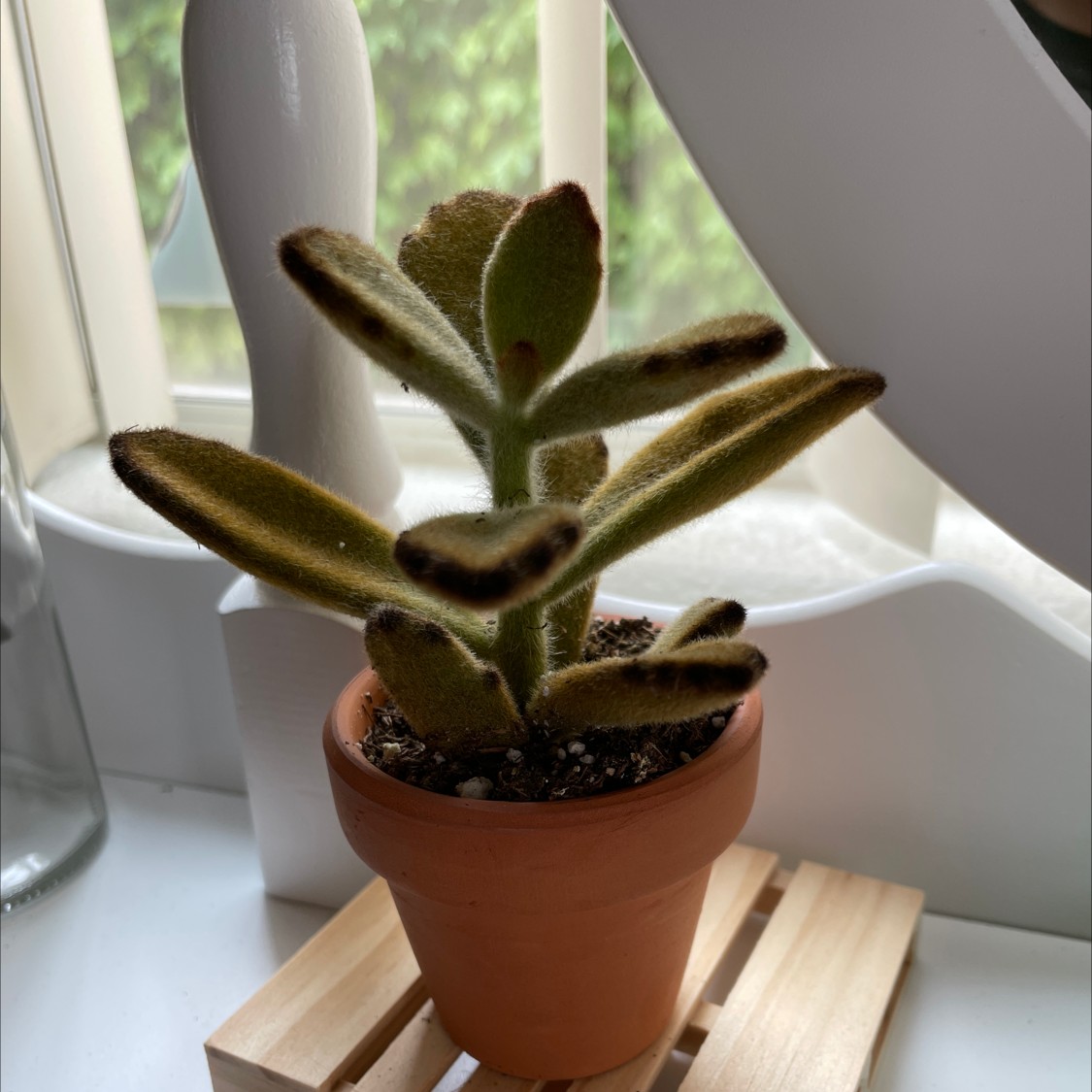 Panda Plant plant photo by Lily named Pooh on Greg, the plant care app.