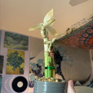 Lucky Bamboo plant photo by @sydsyd2313 named walter on Greg, the plant care app.