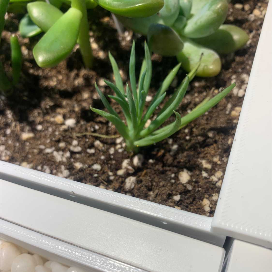 Succulent Bush Senecio plant in a white planter with visible soil and healthy green leaves.