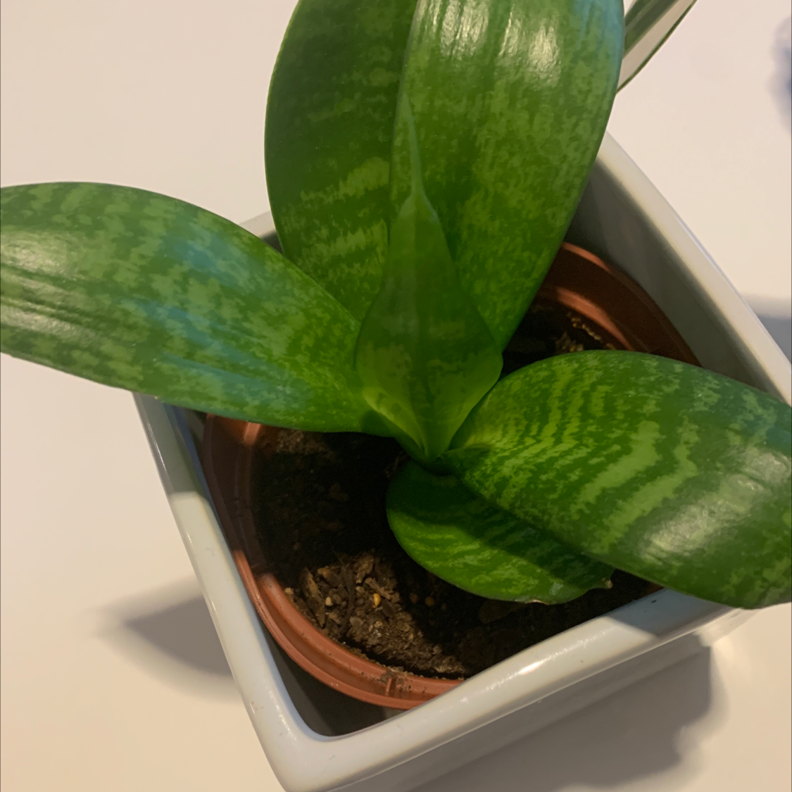 Bird's Nest Snake Plant in a pot with visible soil and healthy green leaves.