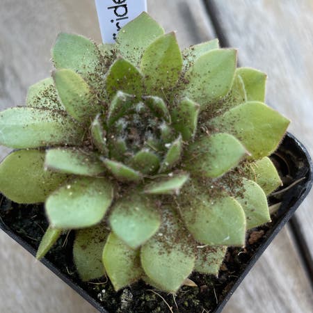 Photo of the plant species Hens and Chicks by Cpessoa named . Viridescens on Greg, the plant care app