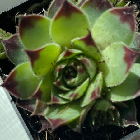 Photo of the plant species Centennial Hens and Chicks by Cpessoa named . Centennial on Greg, the plant care app