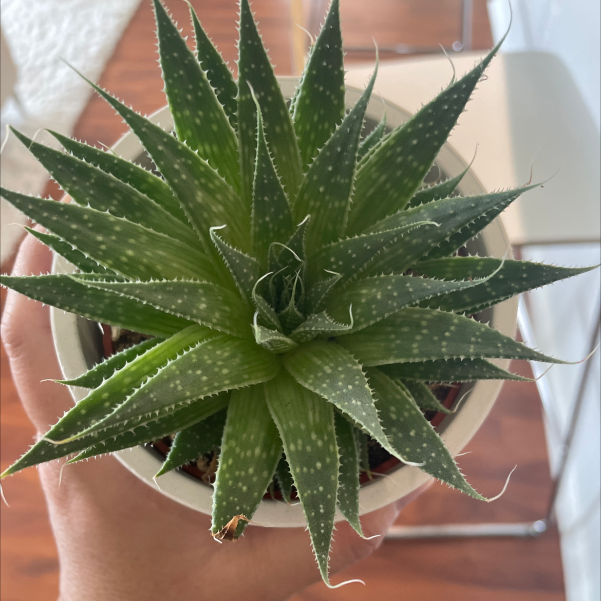 Lace Aloe plant in a white pot, held by a hand, with vibrant green leaves and white spots.