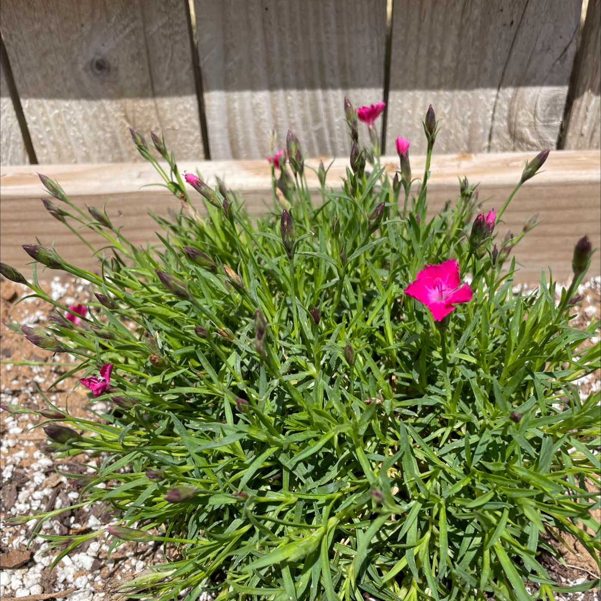 Photo of the plant species Dianthus 'Supra Purple' by @cpessoa named Stella on Greg, the plant care app