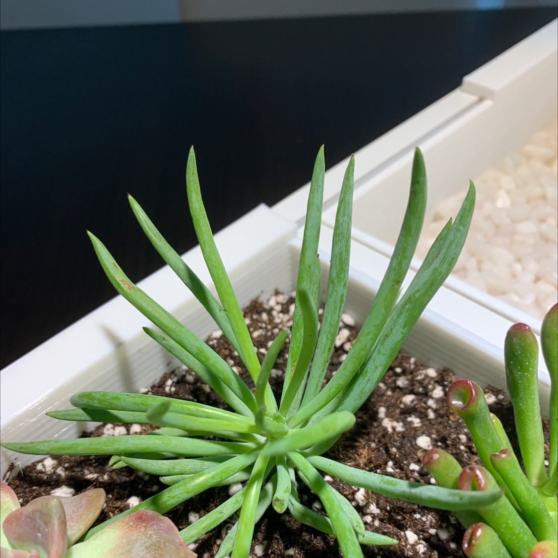 Healthy Succulent Bush Senecio plant with green leaves and visible soil.