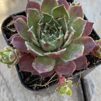 Hens and Chicks plant in Somewhere on Earth