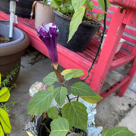 Photo of the plant species Datura Metel by Smarti_1980 named Bella on Greg, the plant care app