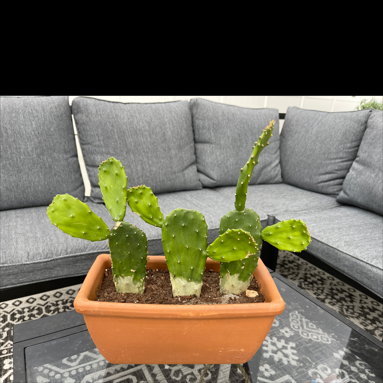 Brazilian Pricklypear in a terracotta pot with a couch and rug in the background.
