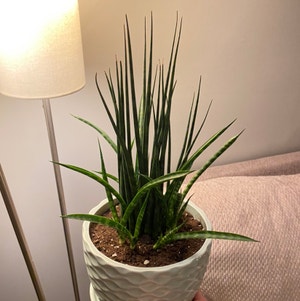 Cylindrical Snake Plant plant photo by @sierrac_1223 named Severus on Greg, the plant care app.