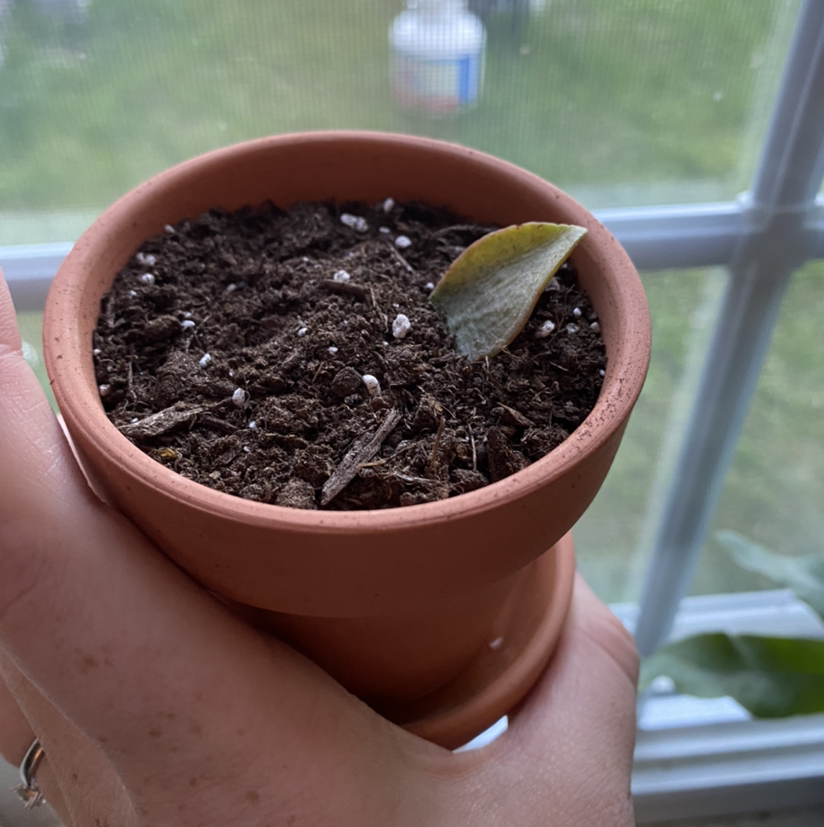 Lucky Plant plant photo by @sierrac_1223 named Jade on Greg, the plant care app.
