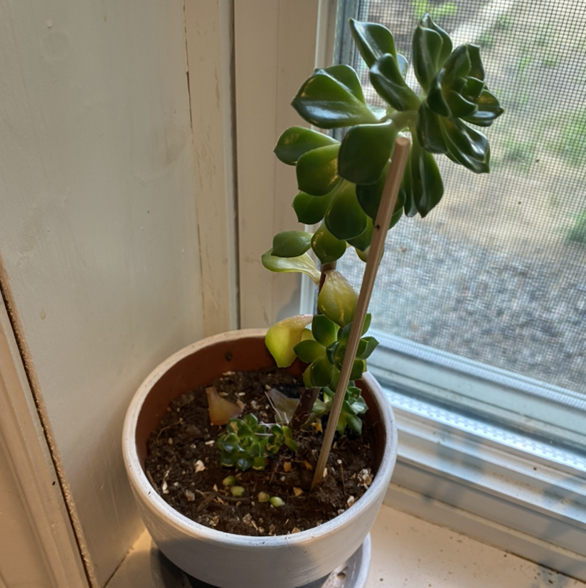 Aeonium 'Kiwi' plant photo by @sierrac_1223 named Fruity on Greg, the plant care app.