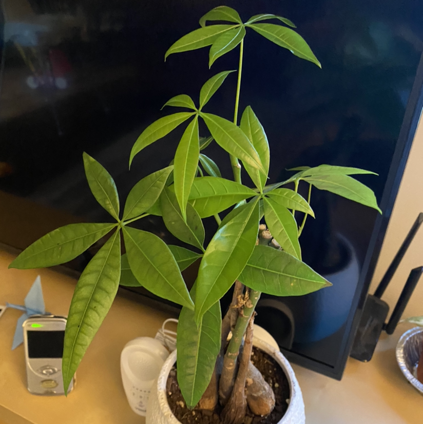 Money Tree plant photo by @sierrac_1223 named Bill on Greg, the plant care app.