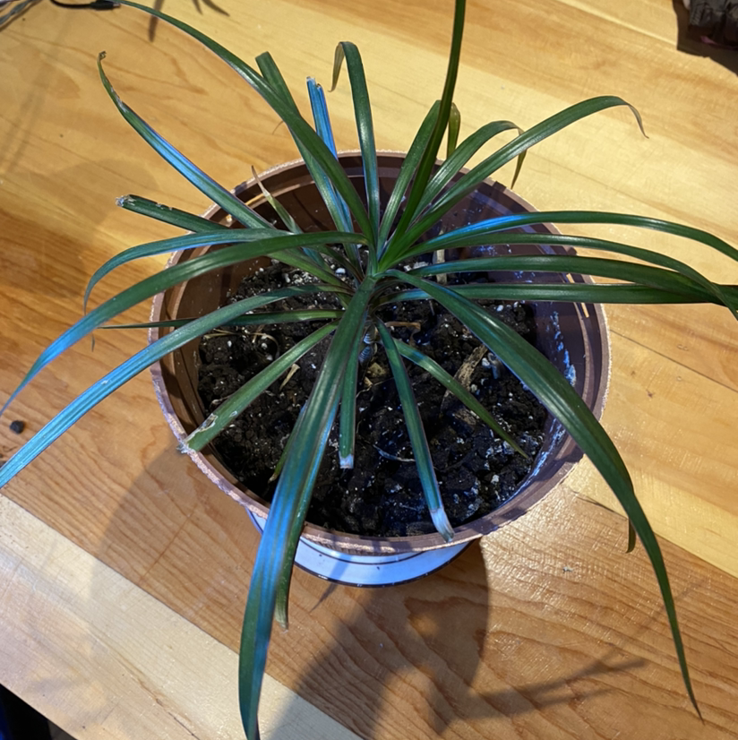 Dragon Tree plant photo by @sierrac_1223 named Drogon on Greg, the plant care app.