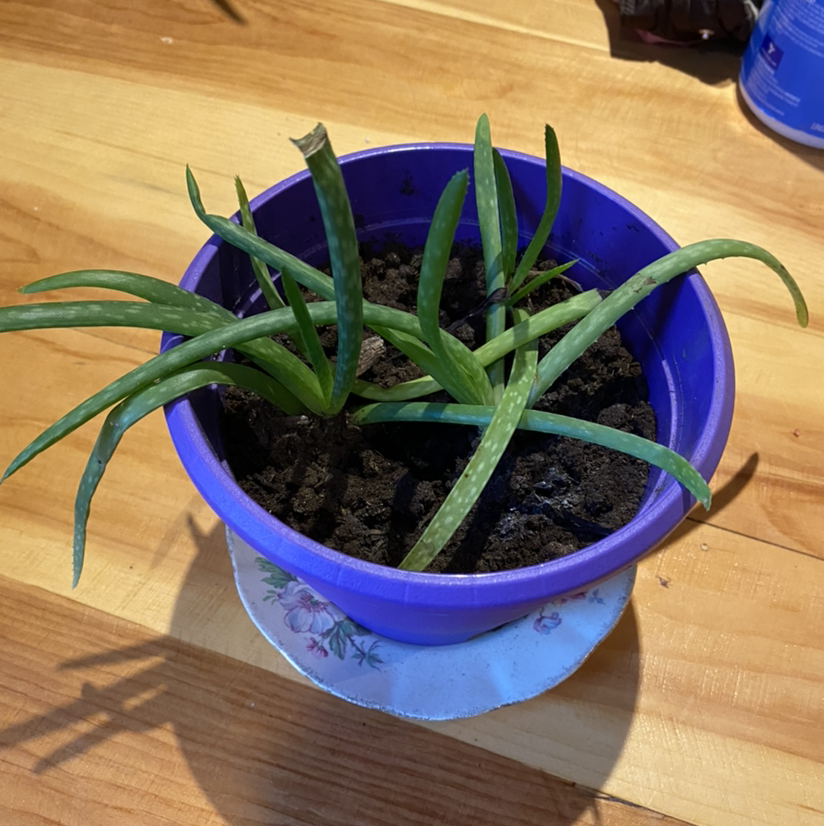 Aloe vera plant photo by @sierrac_1223 named Sizzle on Greg, the plant care app.