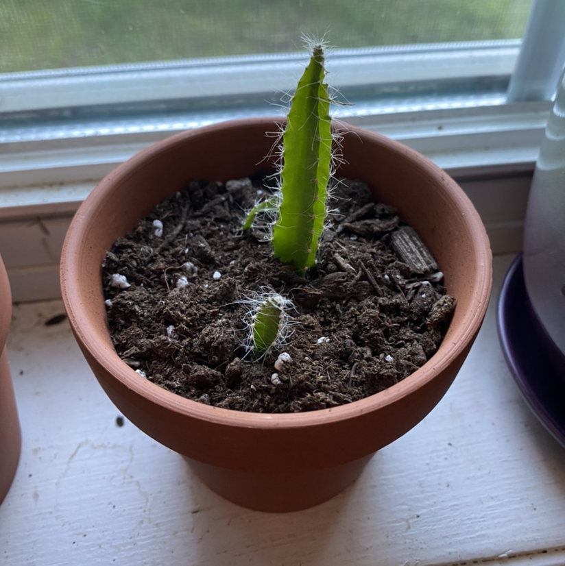 Dragonfruit plant photo by @sierrac_1223 named Viserion on Greg, the plant care app.