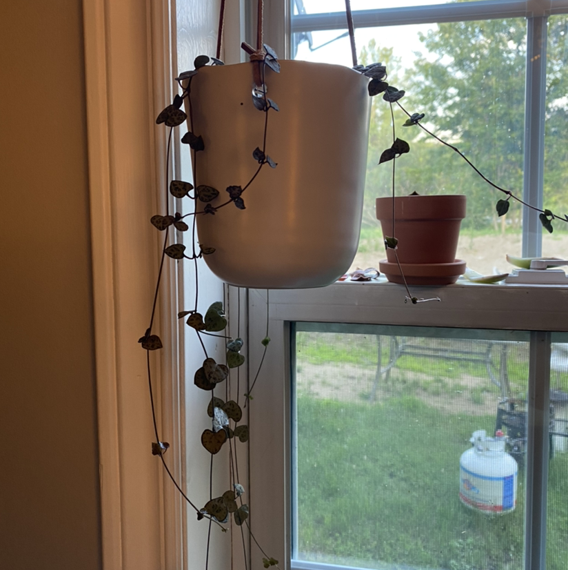 String of Hearts plant photo by @sierrac_1223 named Noodle on Greg, the plant care app.