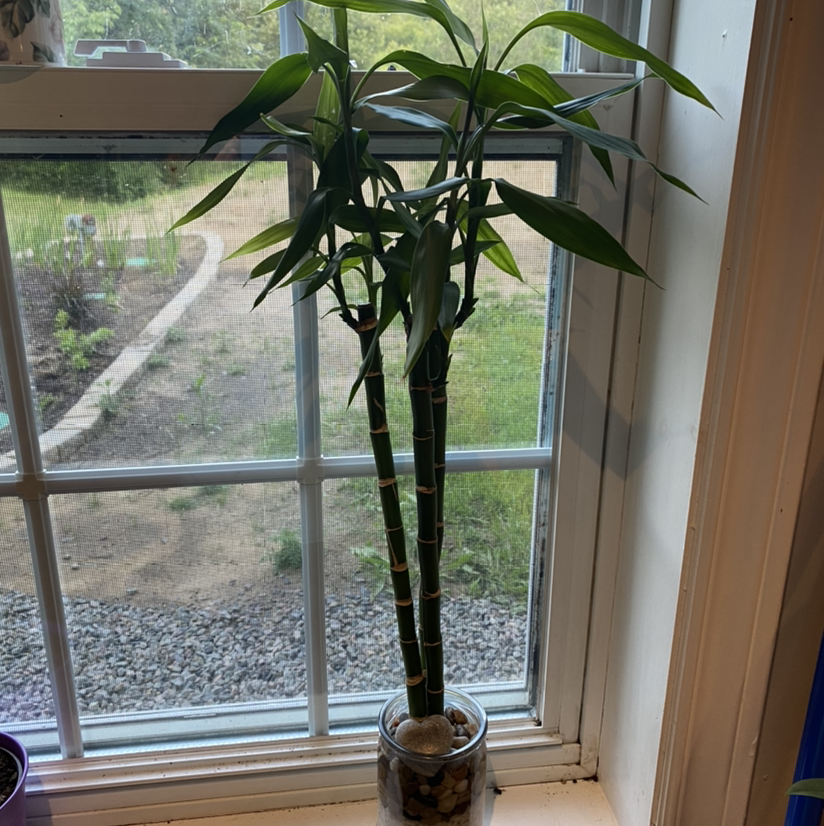 Lucky Bamboo plant photo by @sierrac_1223 named Misfortune on Greg, the plant care app.