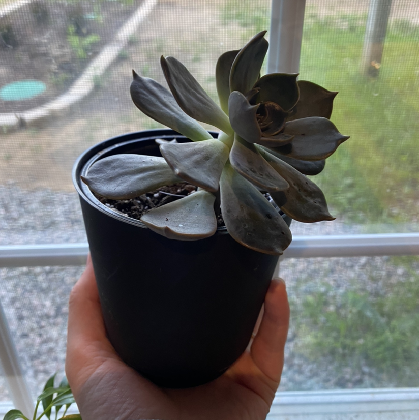 Ghost Plant plant photo by @sierrac_1223 named Casper on Greg, the plant care app.