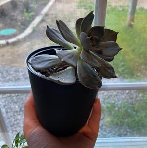 Ghost Plant plant photo by Sierrac_1223 named Casper on Greg, the plant care app.