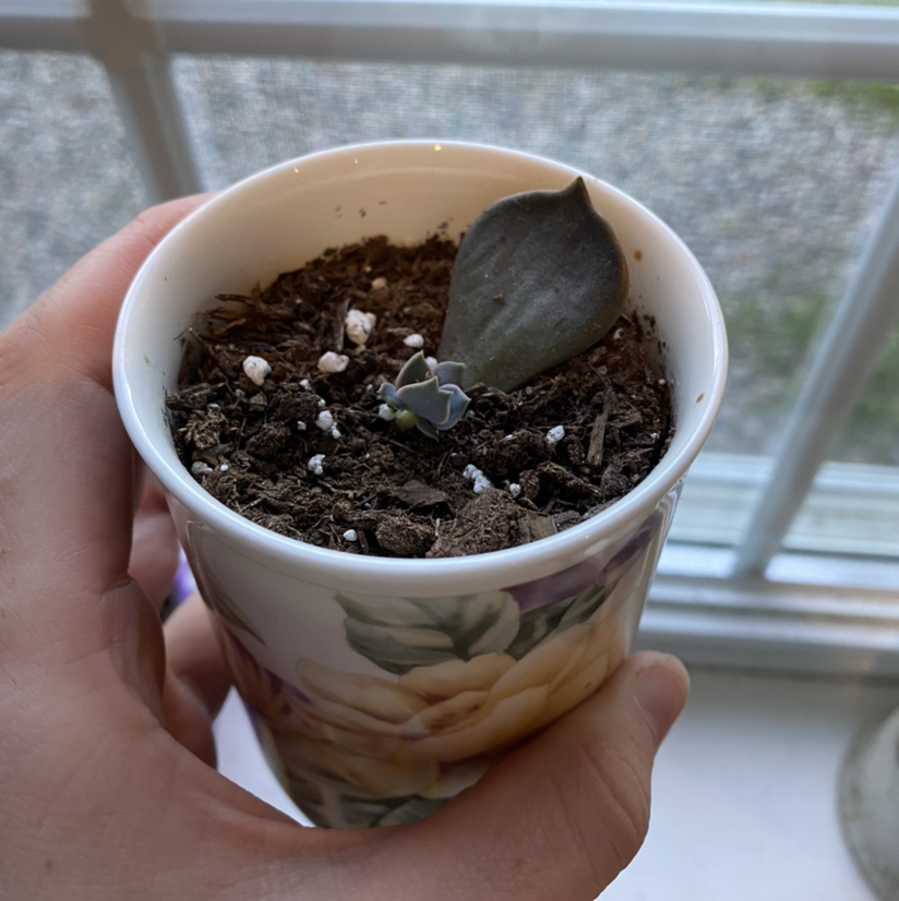 Ghost Plant plant photo by @sierrac_1223 named Boo on Greg, the plant care app.