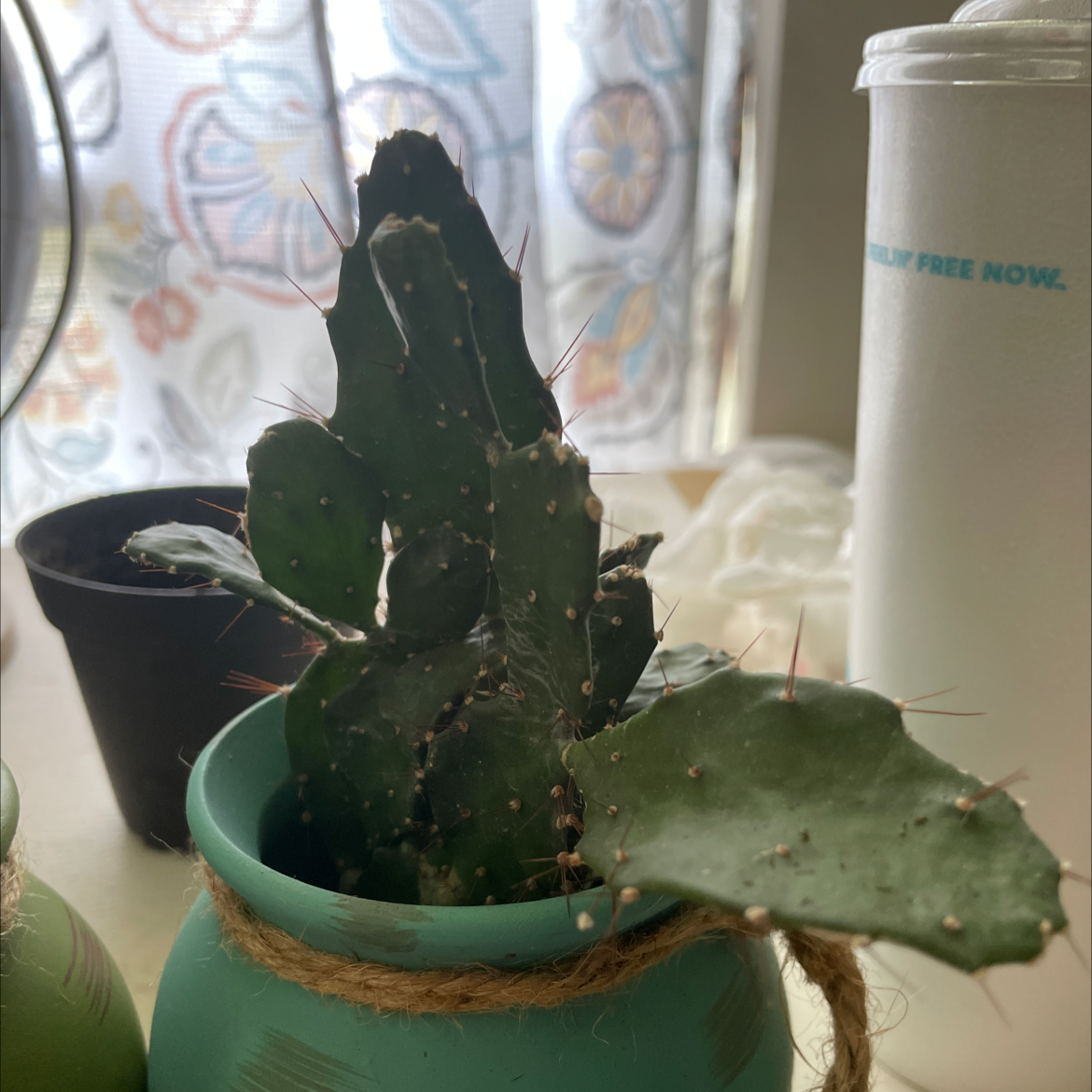 Brazilian Pricklypear plant in a pot with some discolored spots on the pads.