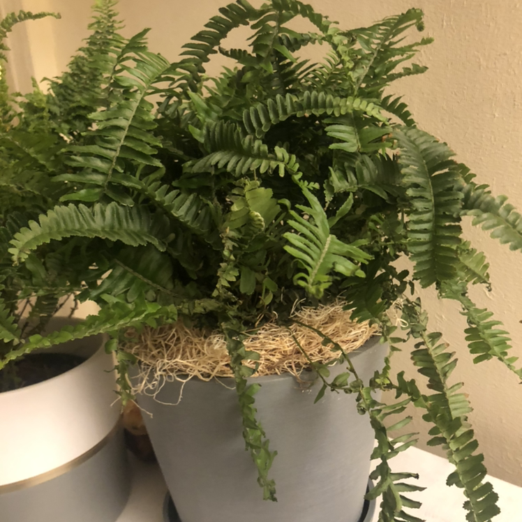 Kimberly Queen Fern in a pot, healthy green fronds, no visible soil.