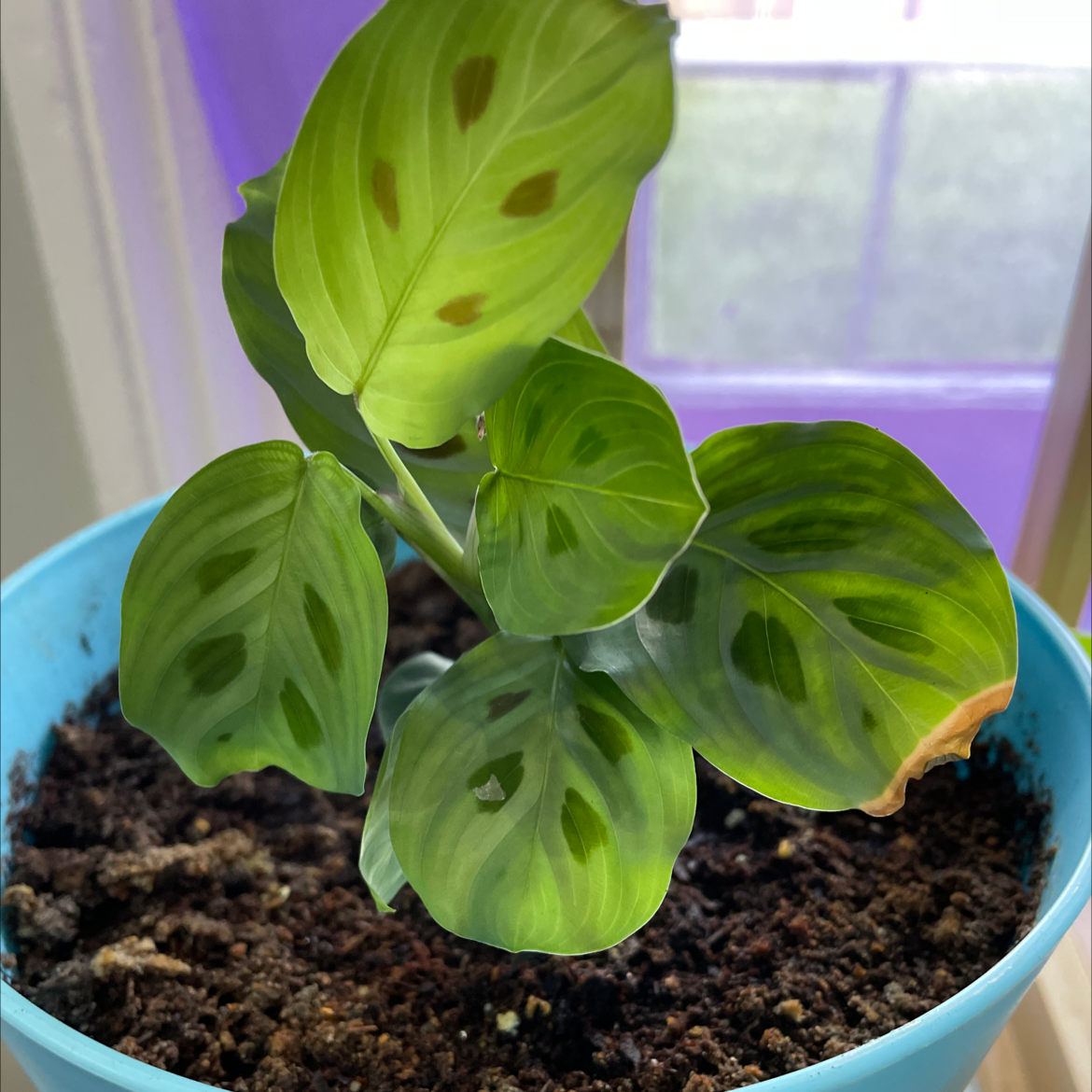 Green Prayer Plant plant photo by Sydney named Prayer on Greg, the plant care app.