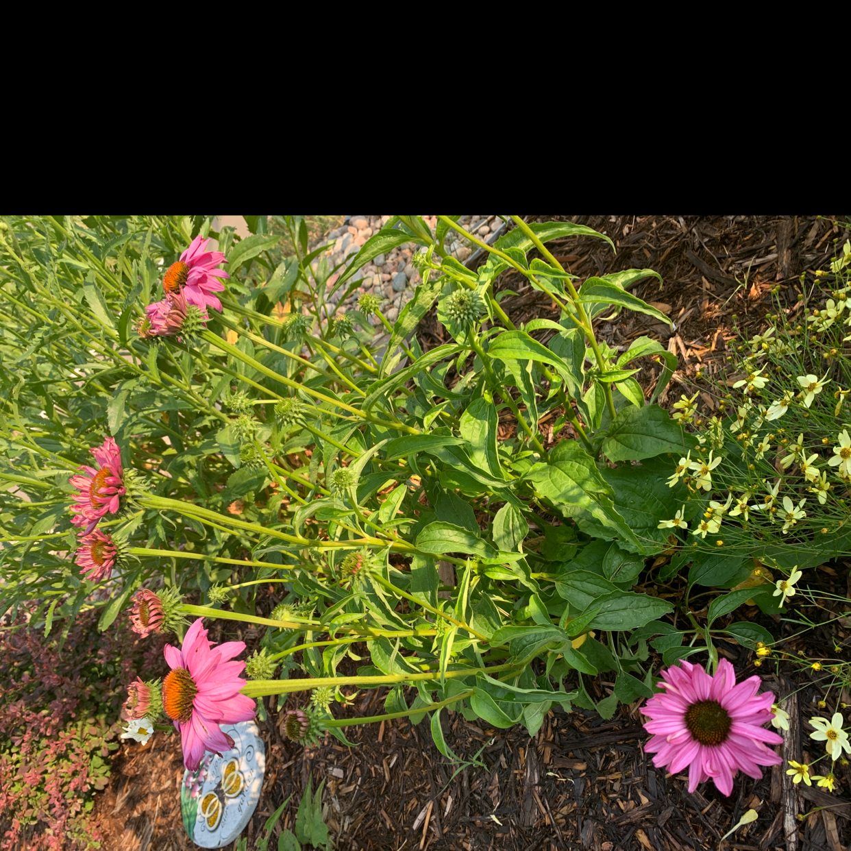 Purple Coneflower plant with multiple vibrant blooms and healthy leaves.