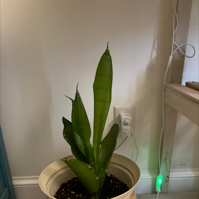 Snake Plant plant photo by Jacqueline named Ferdinand on Greg, the plant care app.