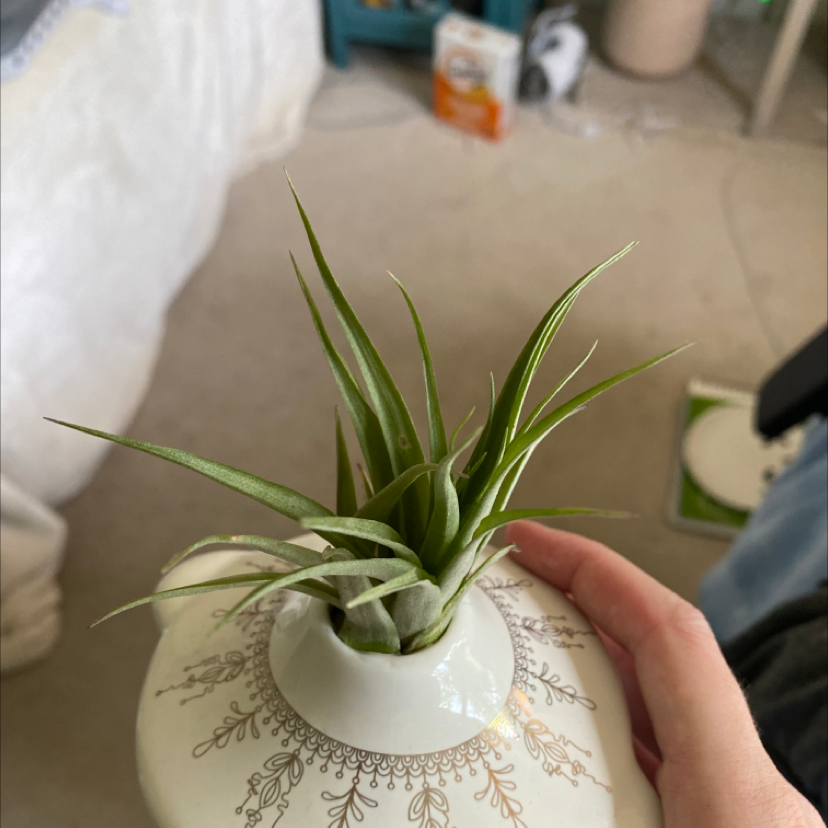 Fishbone Air Plant in a decorative pot held by a hand.