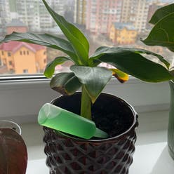 Dwarf Banana plant