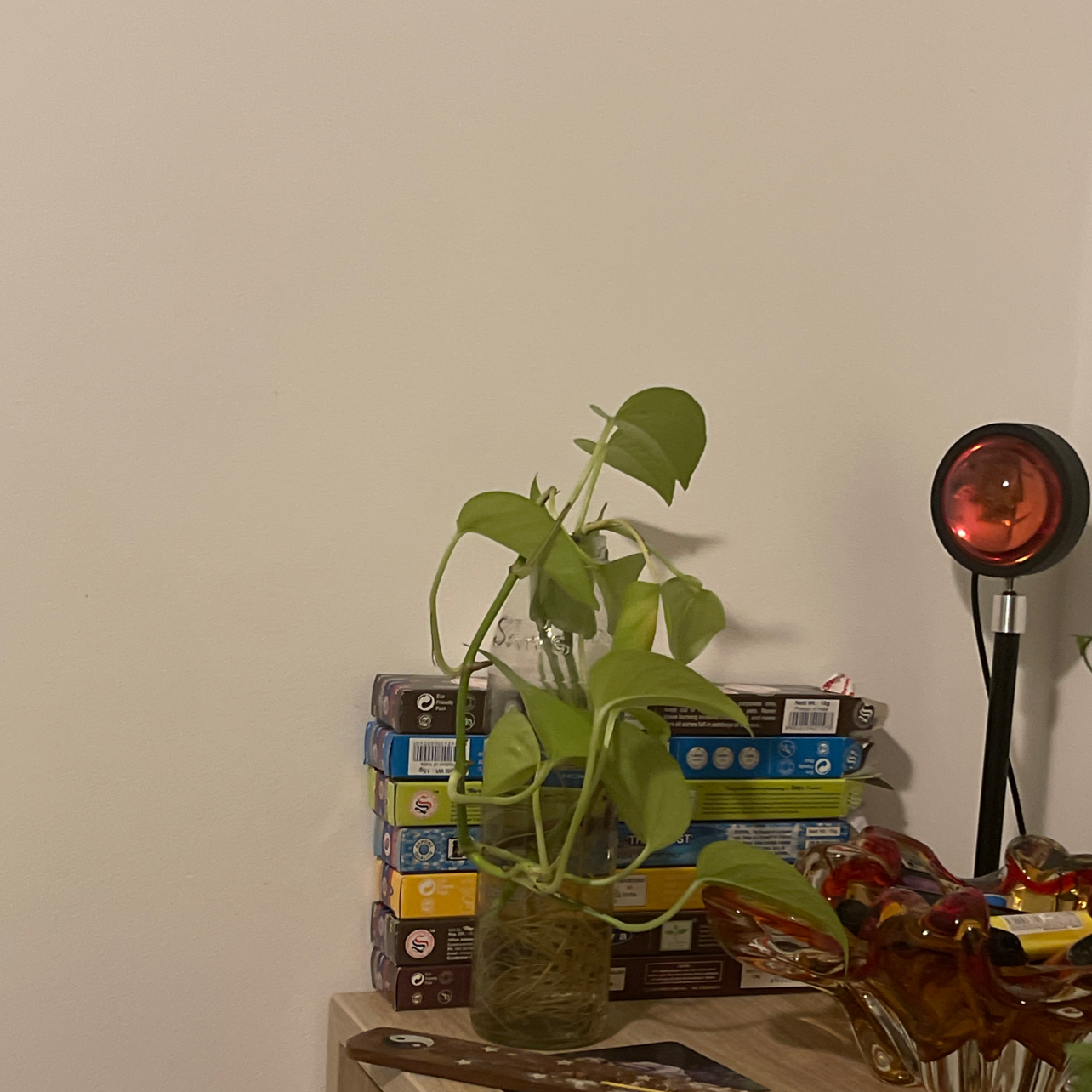 Taro Vine plant photo by @tphil124 named Nelly on Greg, the plant care app.