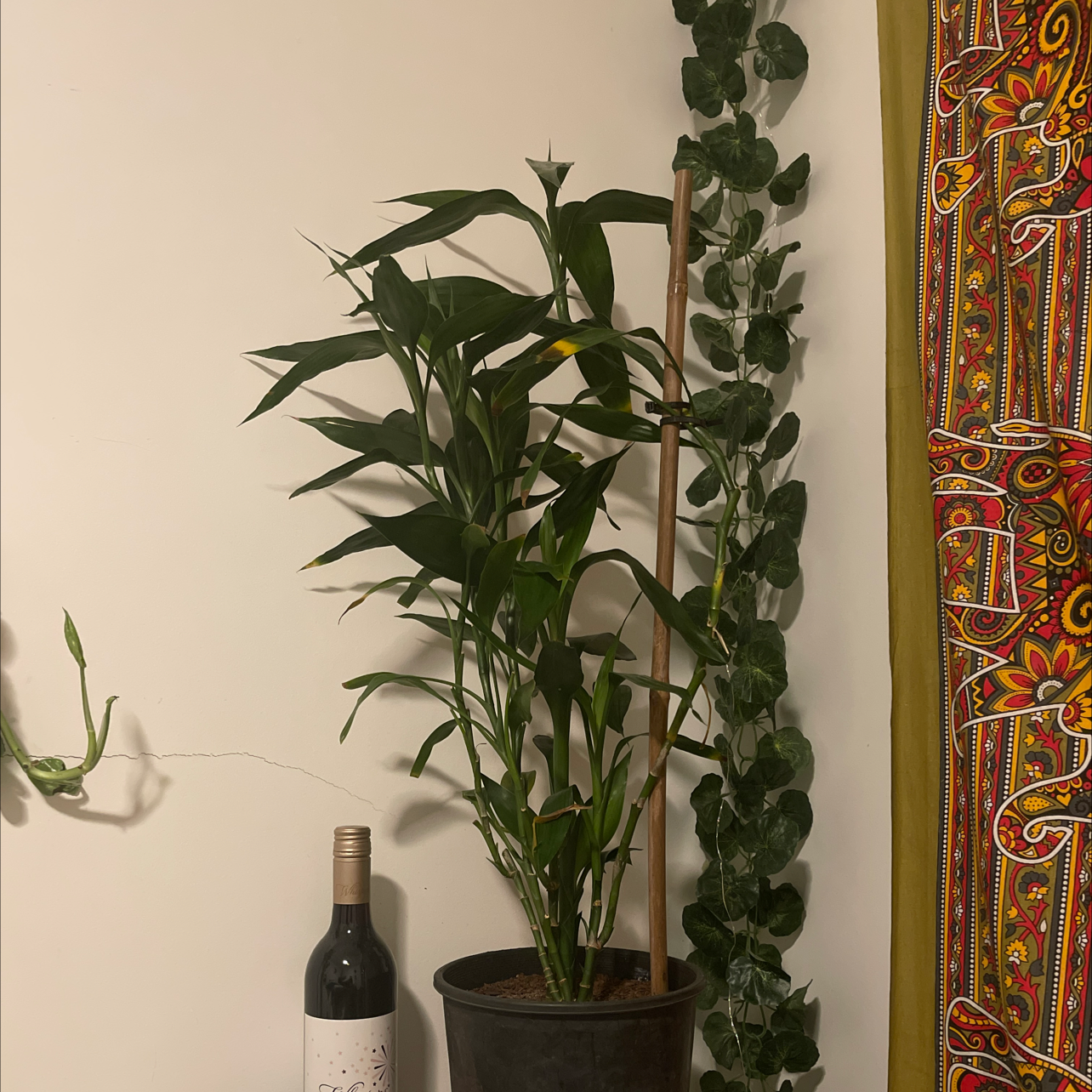 Potted Common Bamboo plant with green leaves, visible soil, and a wine bottle nearby.