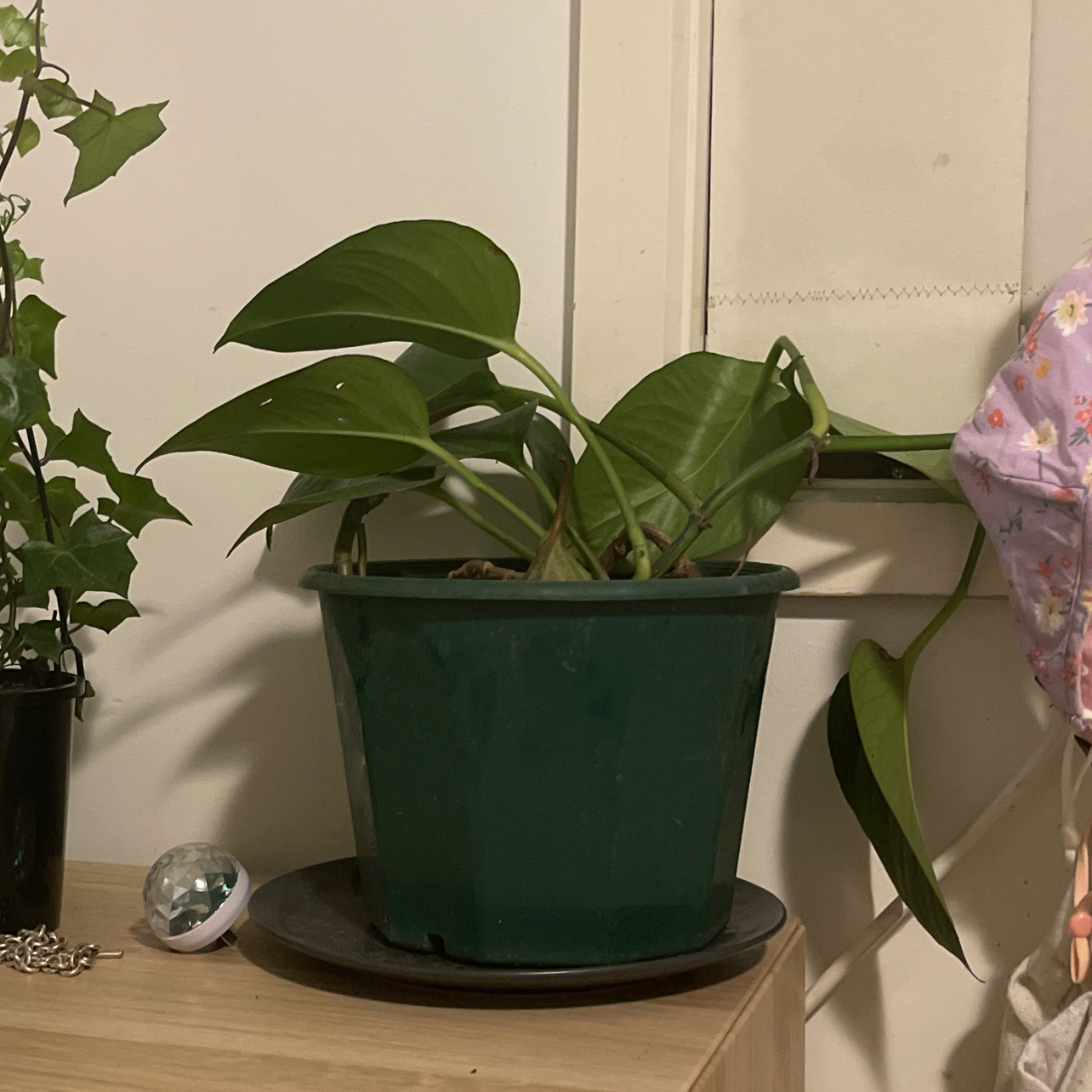 Taro Vine plant photo by @tphil124 named Reneigh on Greg, the plant care app.