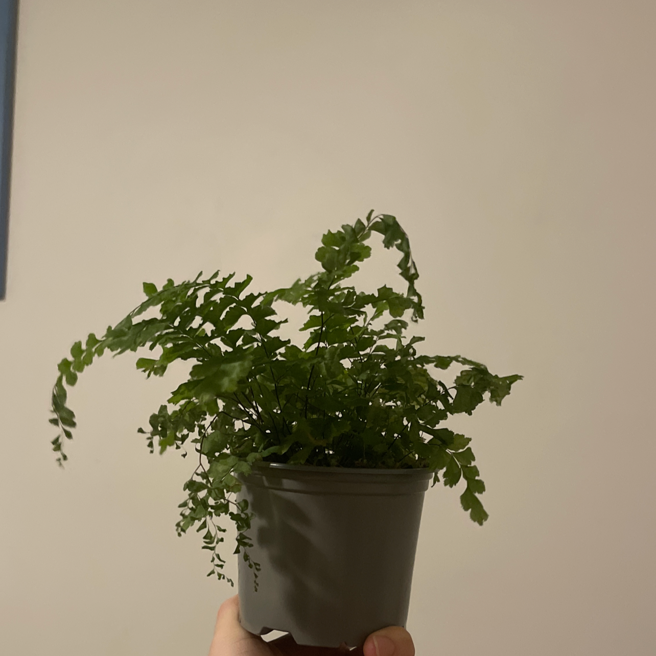 A healthy Rough Maidenhair Fern in a pot, held up by a hand.