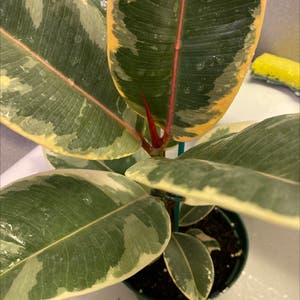 Rubber Plant plant photo by Sunshine1008 named Sunshine on Greg, the plant care app.