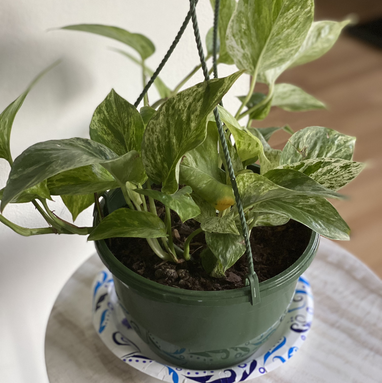 Taro Vine plant photo by @Sunshine1008 named granny Golden on Greg, the plant care app.