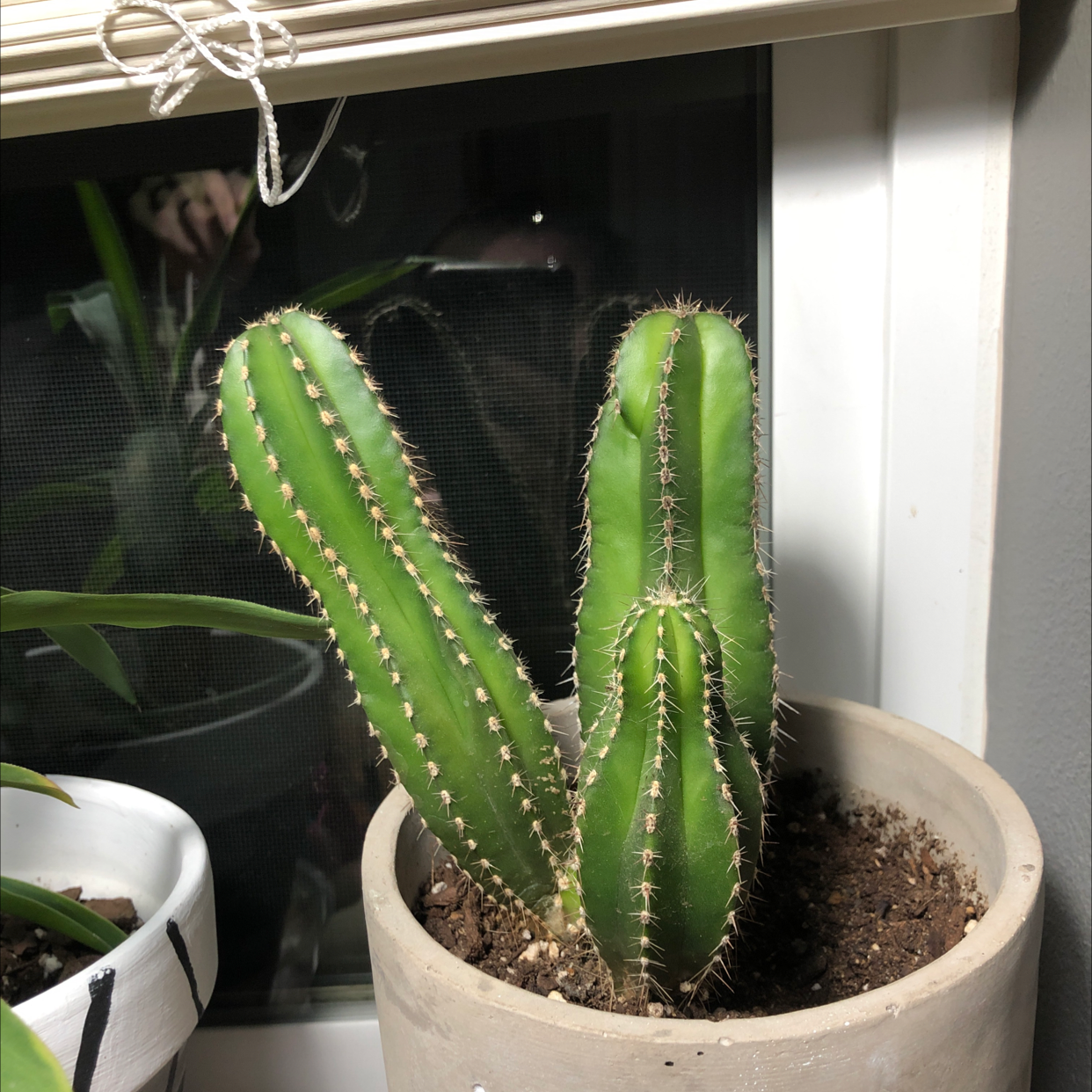 A healthy Hedge Cactus in a pot near a window with visible soil.