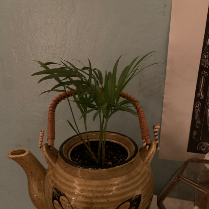 Umbrella Papyrus plant in a decorative teapot planter with healthy green leaves.