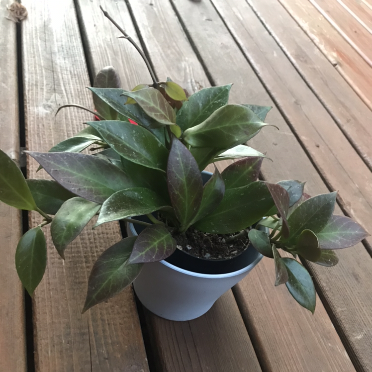 Hoya 'Sunrise' plant in a pot on a wooden surface, with healthy green and reddish leaves.