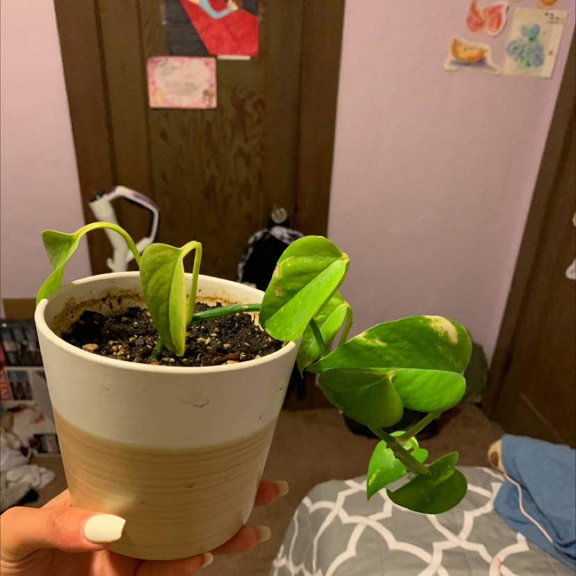 Taro Vine plant photo by @Eury_Locus_Pocus named Leaford on Greg, the plant care app.