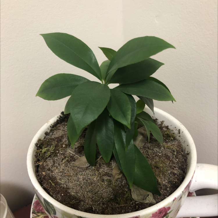 Shoebutton plant with broad green leaves in a cup with visible soil.