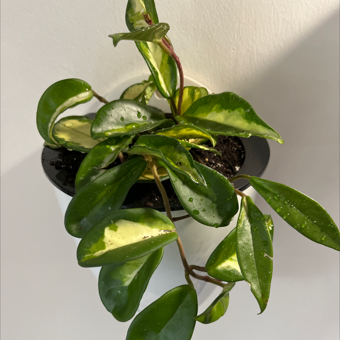 Krimson Princess Hoya plant in a pot with variegated green leaves.