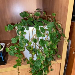 Creeping Fig plant photo by @Sezza named Ivy on Greg, the plant care app.