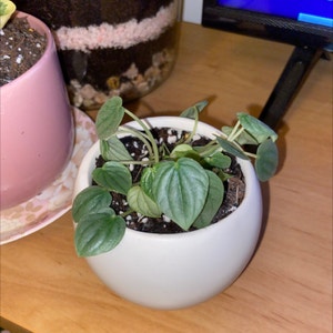 Emerald Ripple Peperomia plant photo by Sezza named Sadly on Greg, the plant care app.