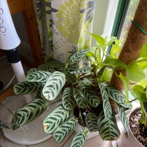 Fishbone Prayer Plant plant photo by Sezza named Lola on Greg, the plant care app.