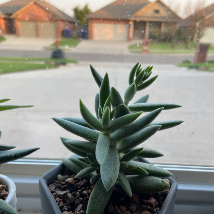 Crassula mesembryanthemoides plant in a pot on a windowsill with houses in the background.