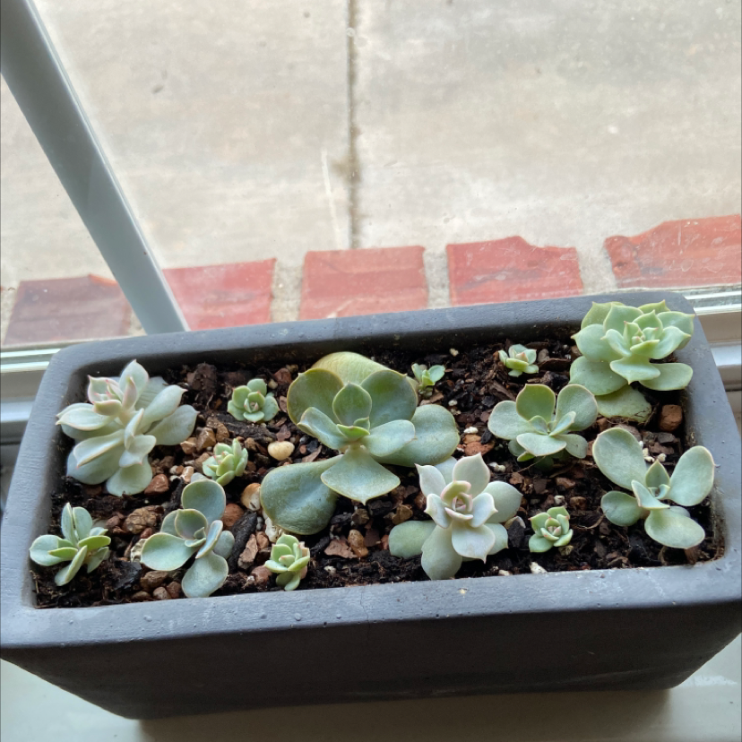 Potted Echeveria 'Lola' plant with multiple rosettes, healthy and well-framed.